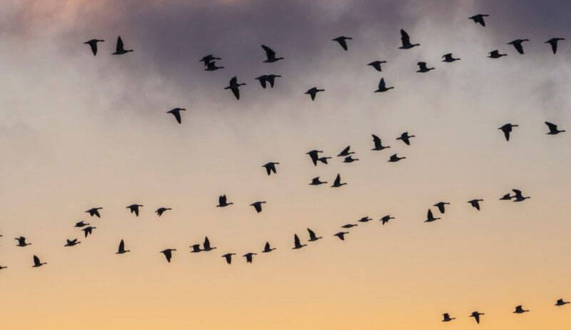 Aves volando
